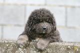 DOGUE DU TIBET 777